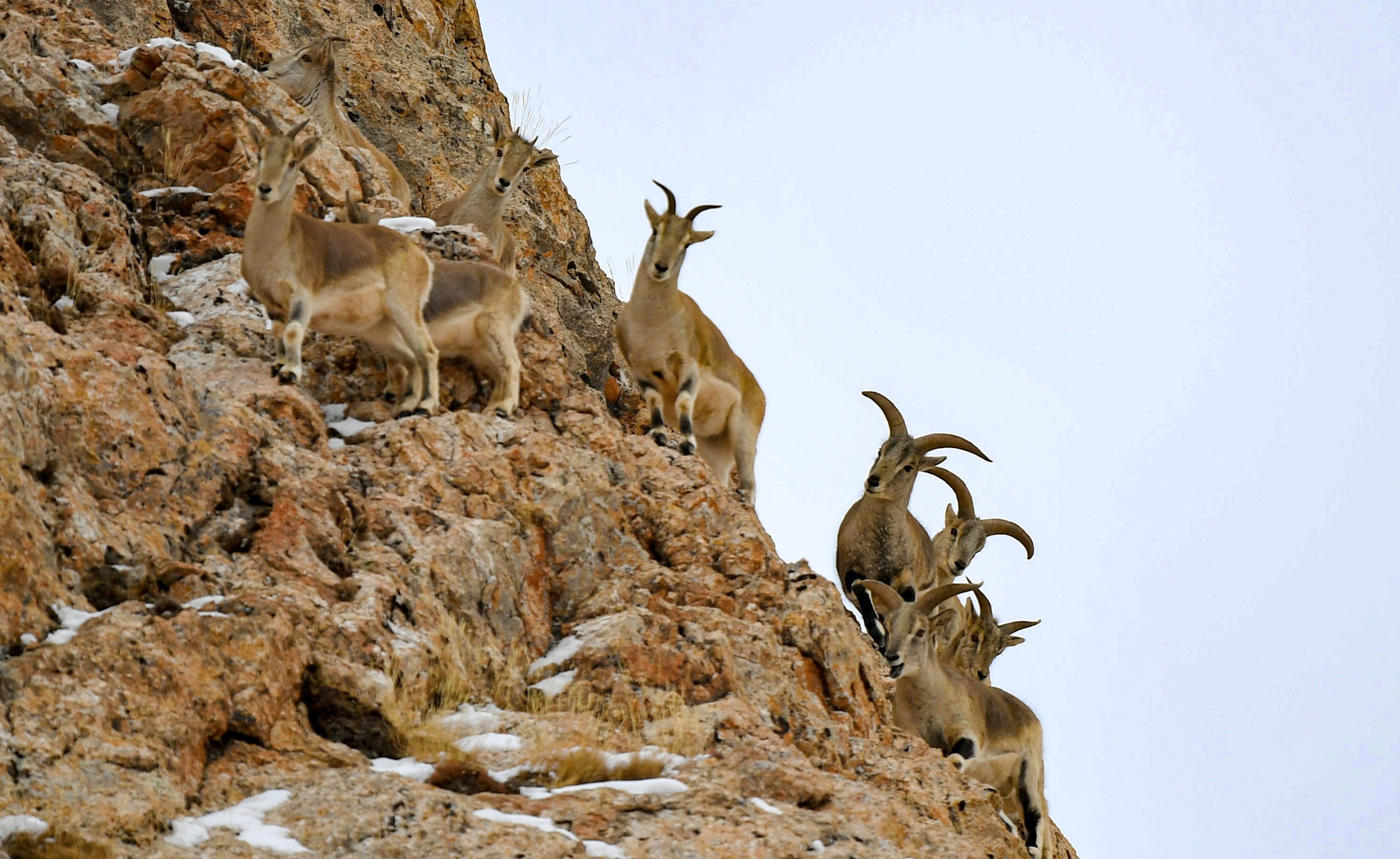 Blue sheep Bharal on rocky slope of Qinghai-Tibet Plateau snow leopard habitat