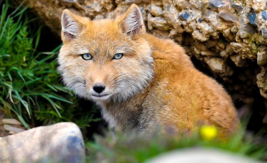 Tibetan fox in burrow entrance on Qinghai-Tibet Plateau grassland