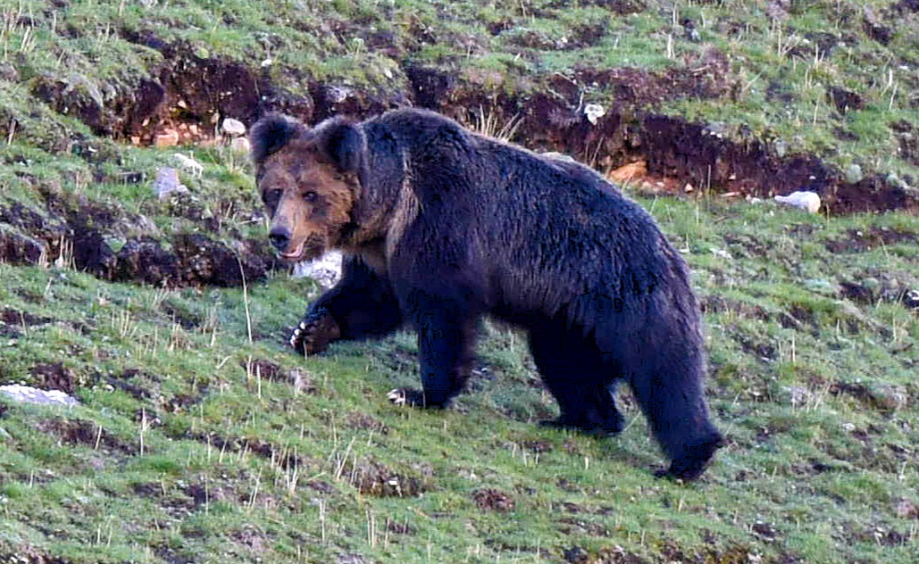 Himalayan brown bear foraging on alpine meadow Qinghai-Tibet Plateau