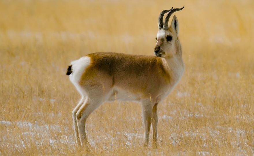 Tibetan gazelle herd grazing on alpine grassland Qinghai-Tibet Plateau