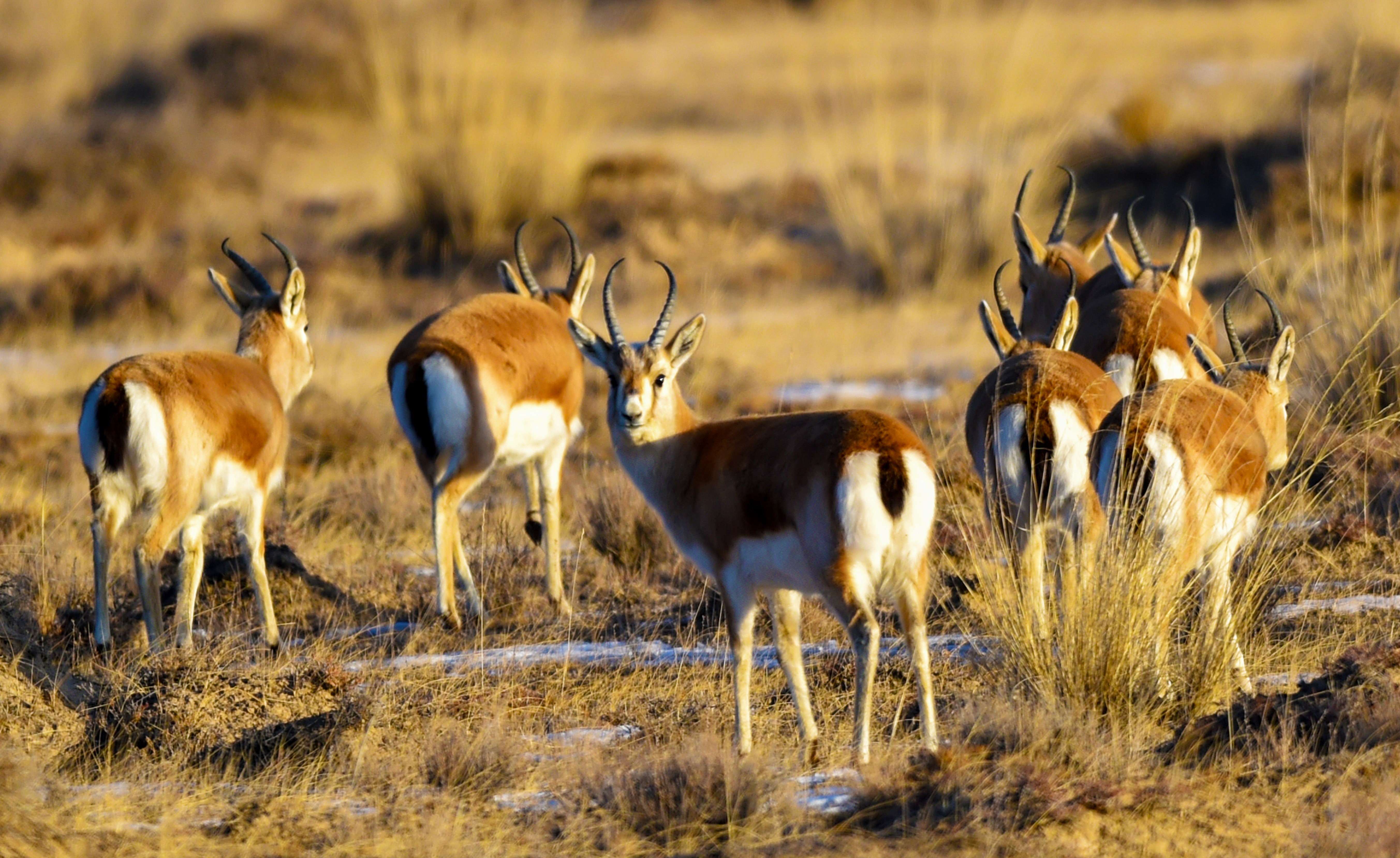 Goitered Gazelle in the arid desert steppe near Xiangride, Qinghai