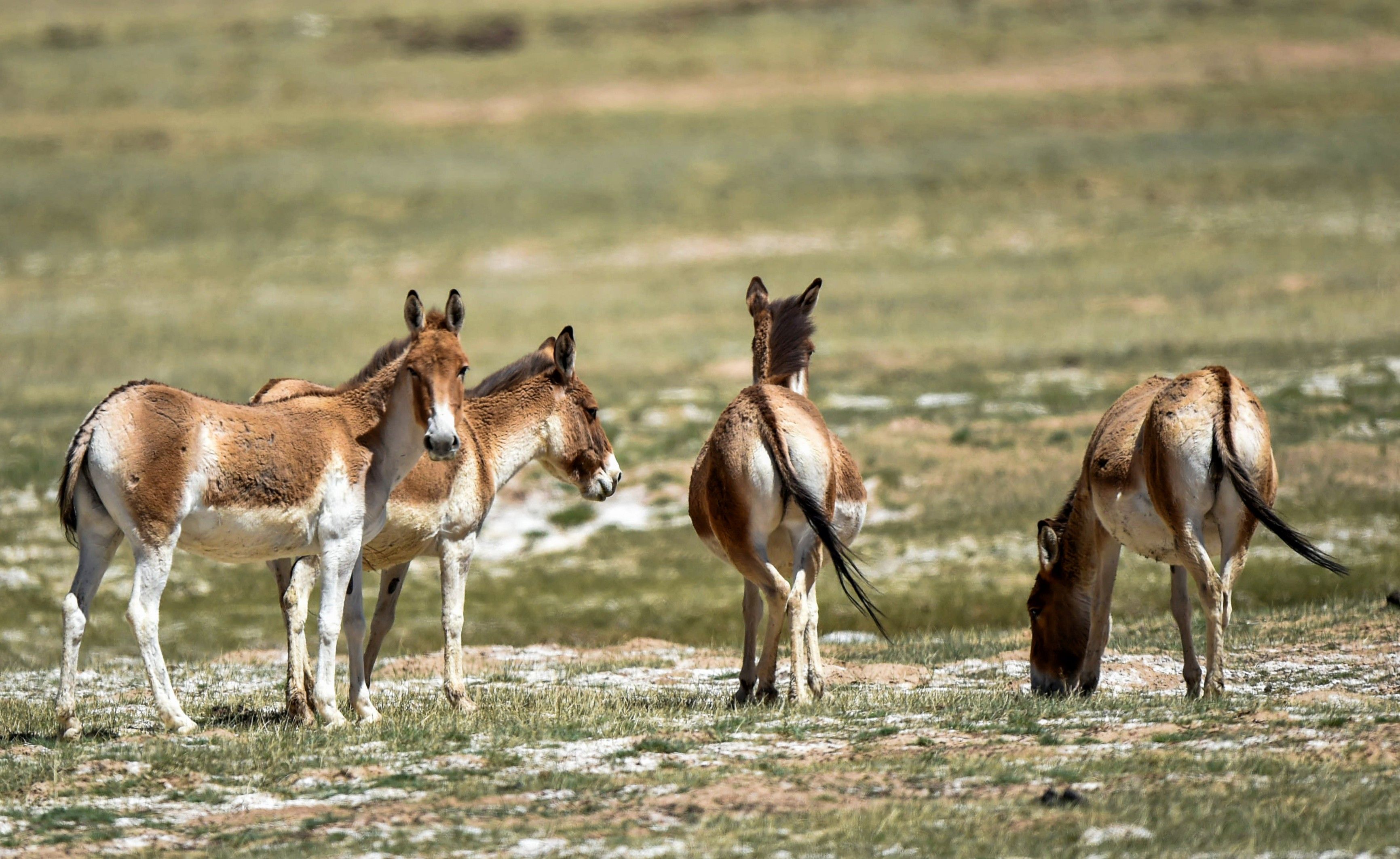 Kiang (Tibetan Wild Ass) herd running across the high-altitude steppe in Qinghai