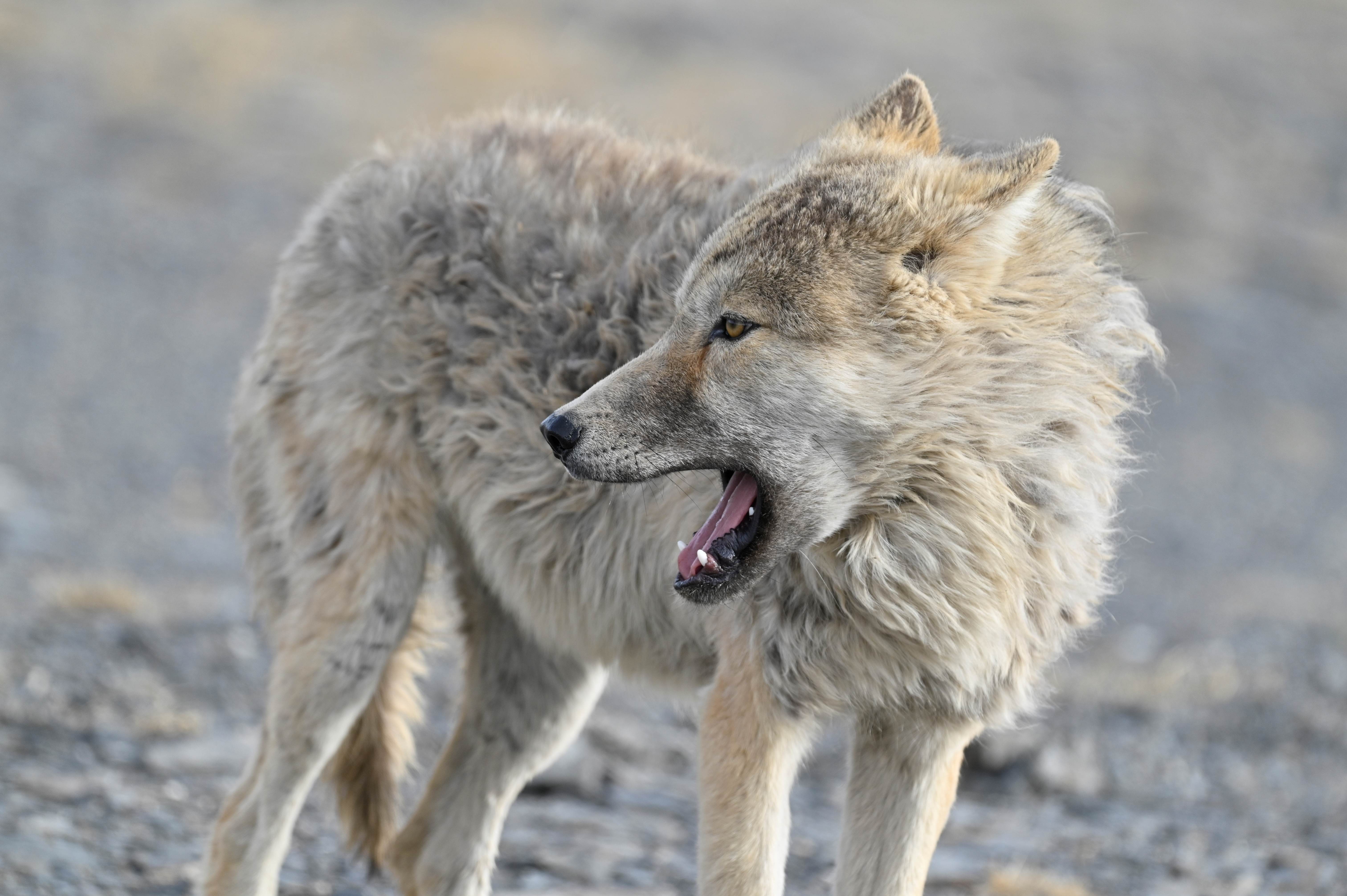 Wolf patrolling the rugged terrain of the Qinghai-Tibet Plateau