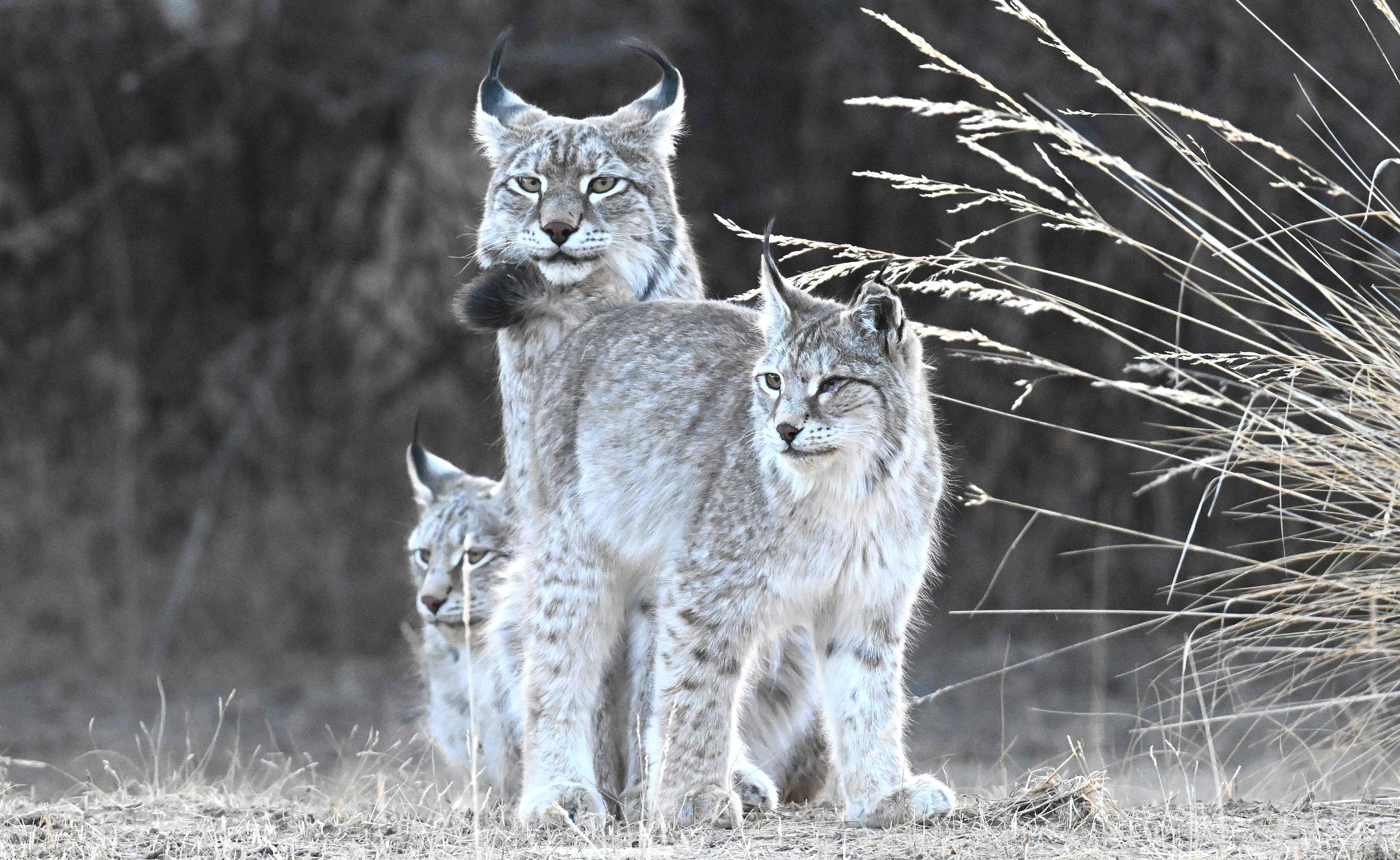 Eurasian Lynx in the mountain habitat near Xiangride, Qinghai