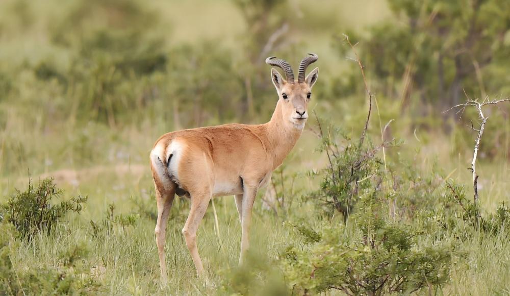 Przewalski’s Gazelle — the world’s most endangered antelope — in the Qinghai Lake region