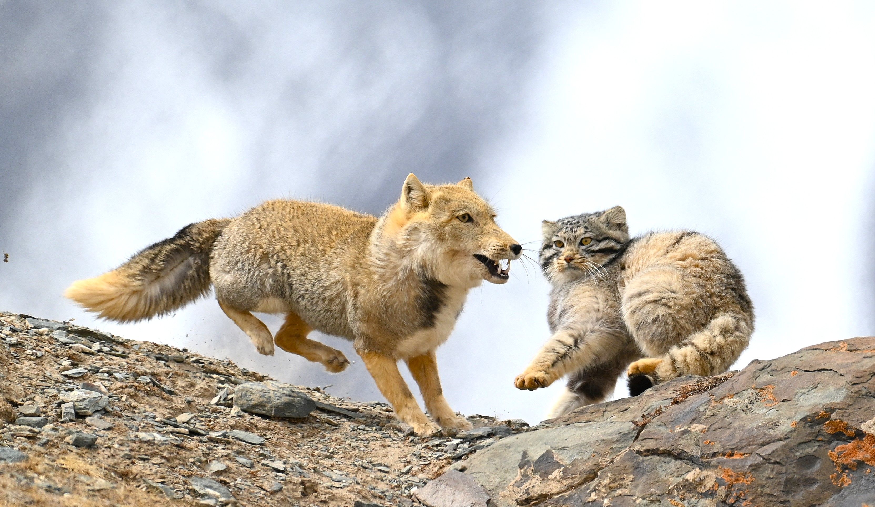 Snow Leopard & Pallas's Cat Qinghai | 12-Day Expedition