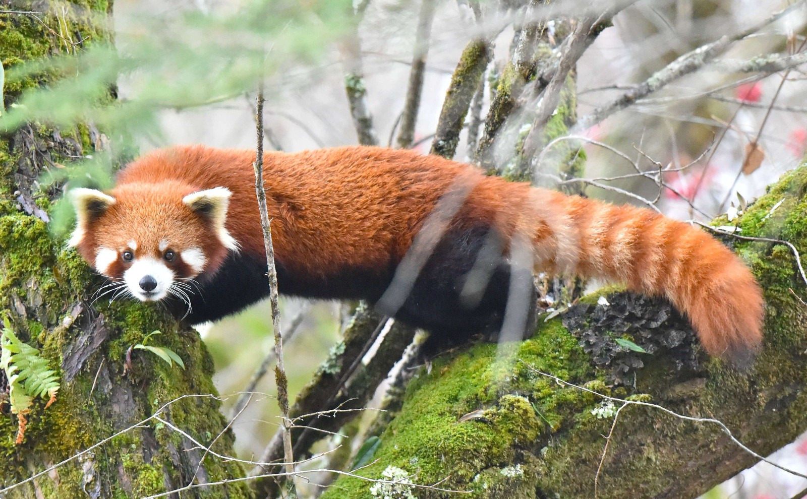 1. 小熊猫  Red Panda.jpg