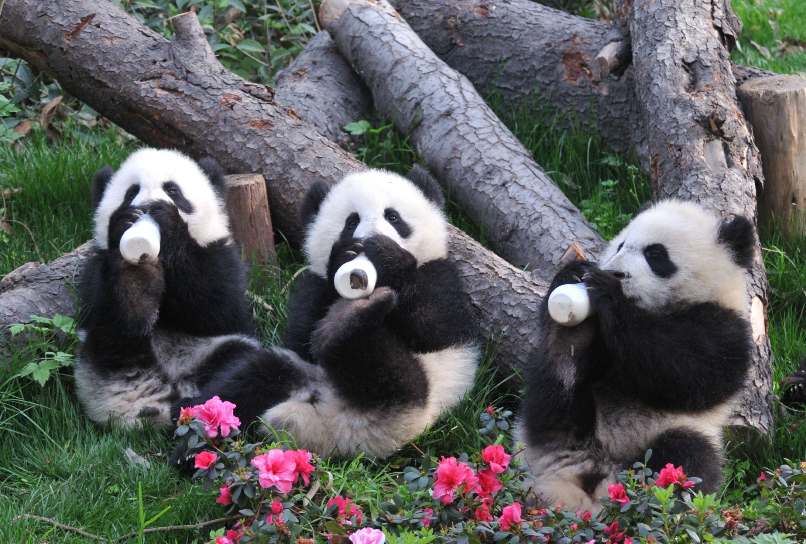 Giant Panda大熊猫.jpg