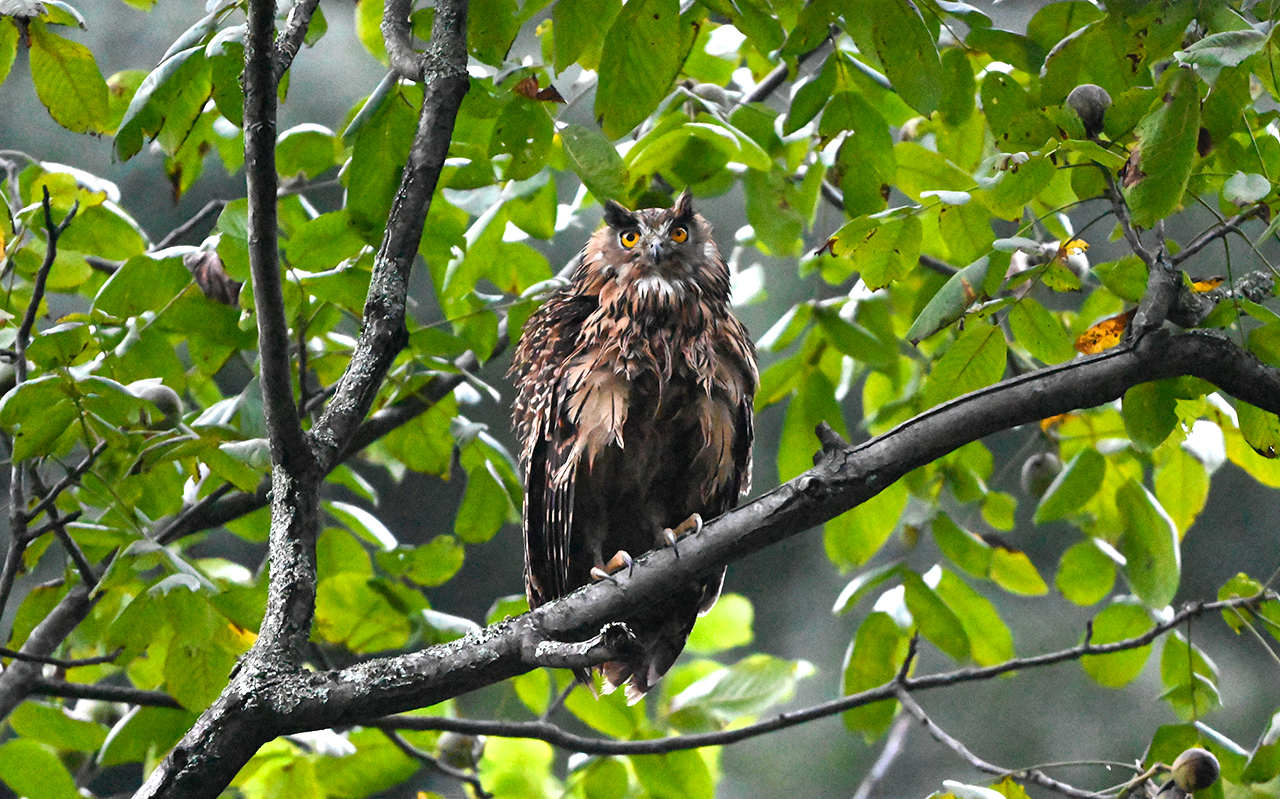 Tawny Fish Owl perched along a forest stream in the Labahe Nature Reserve, Sichuan