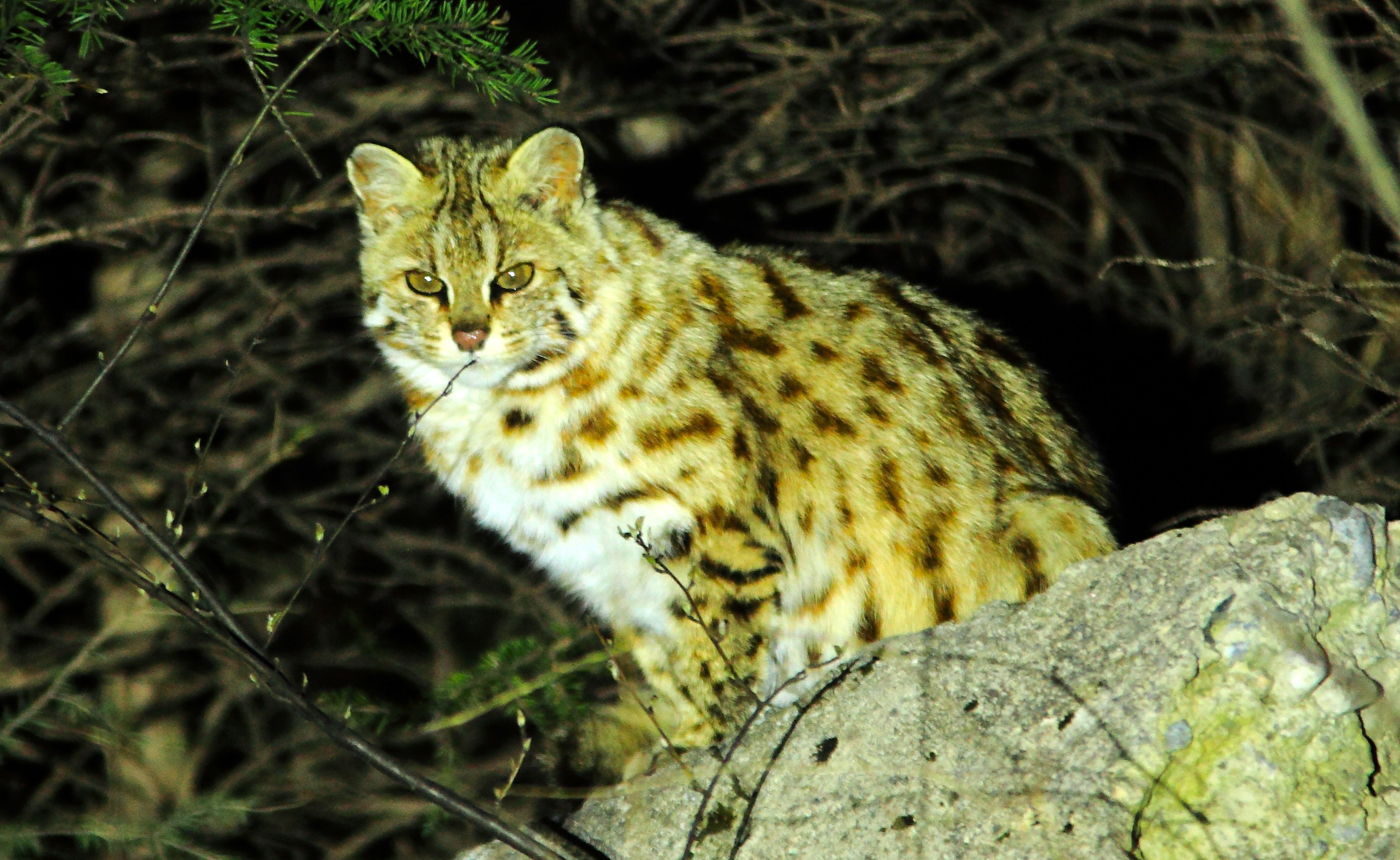 Leopard Cat at night in the Labahe Nature Reserve, Giant Panda National Park
