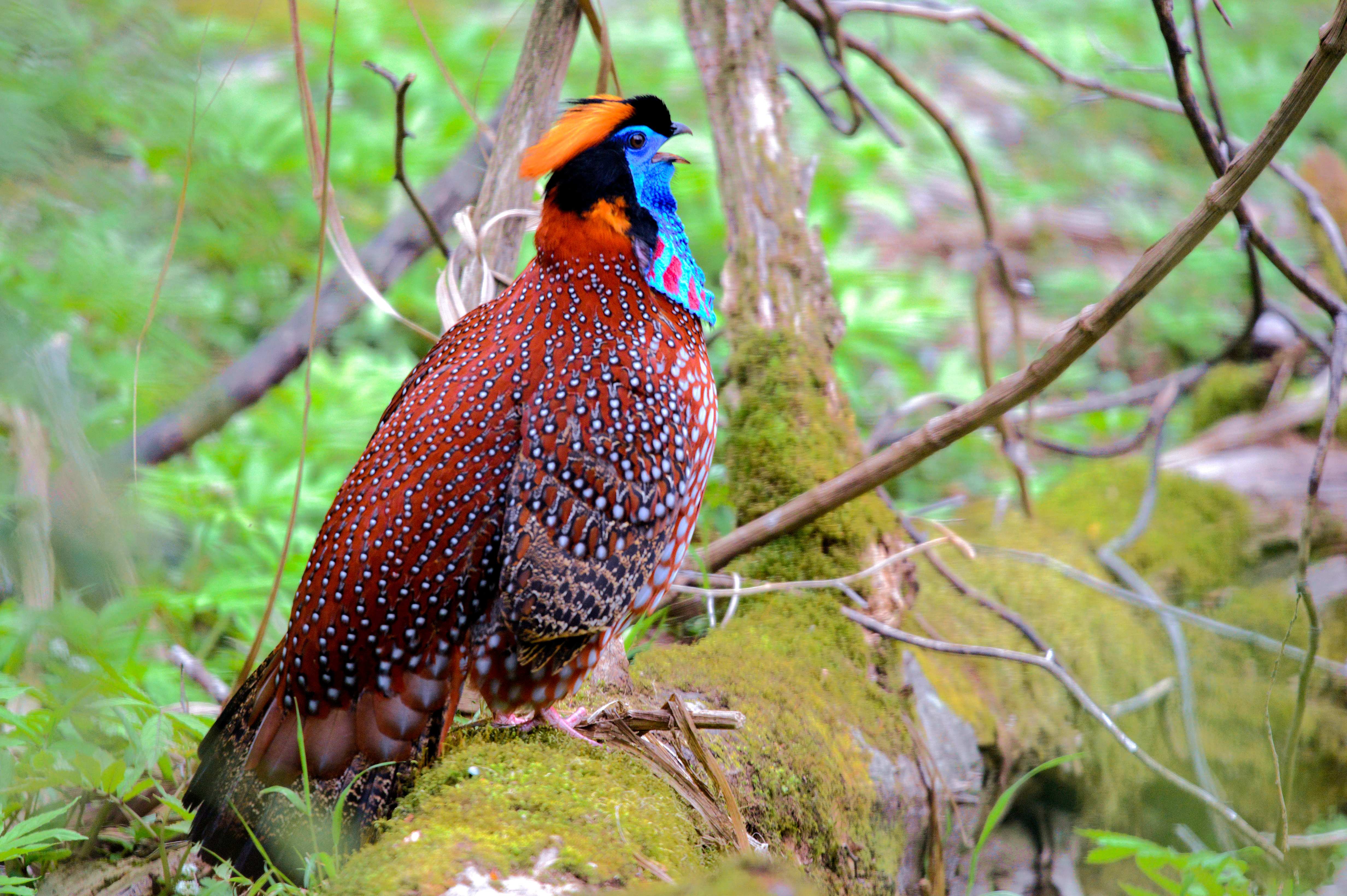 Red-billed Blue Magpie in the forest of Tangjiahe National Reserve, Sichuan)