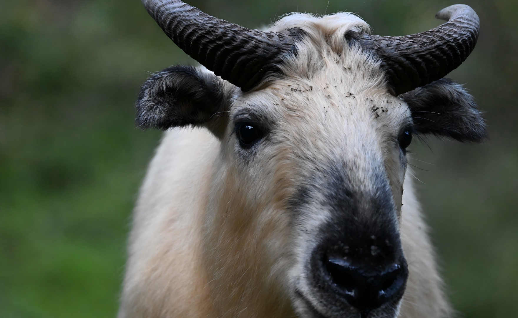 Sichuan Takin standing alert in the Giant Panda National Park, Sichuan