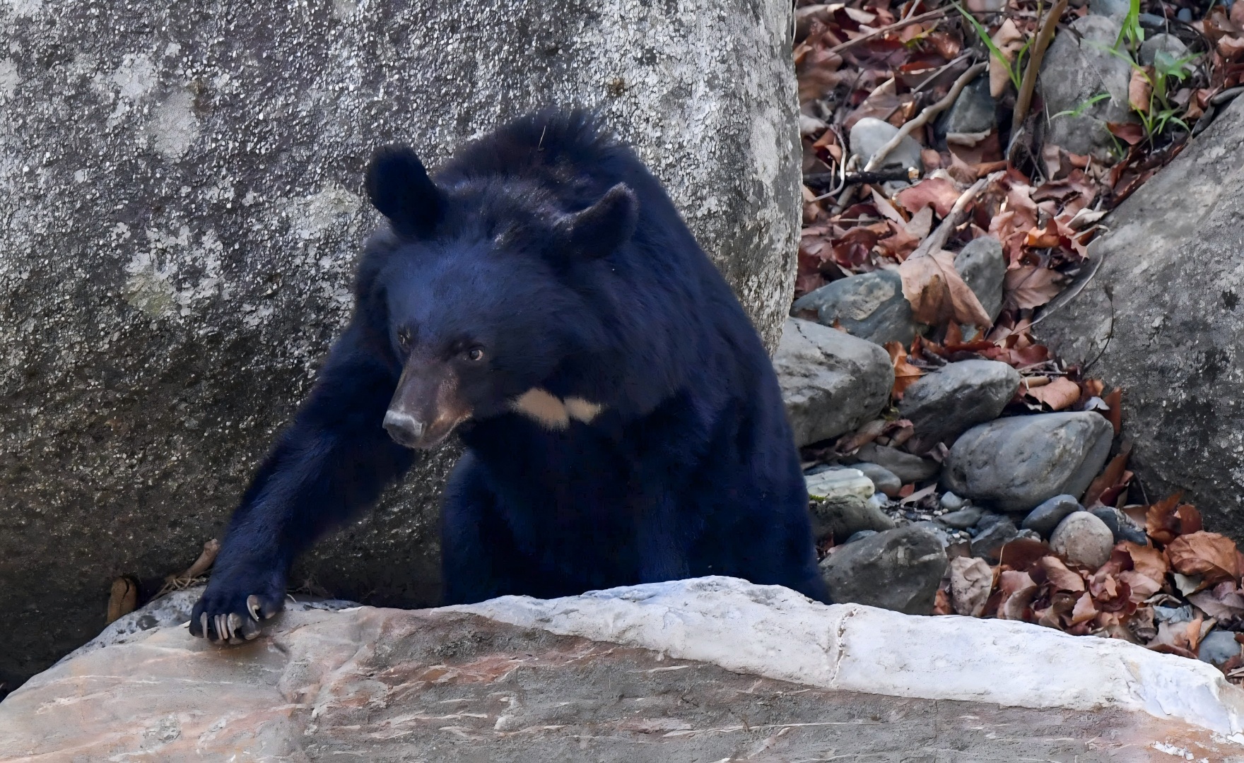 Asiatic Black Bear climbing over rocks in the Giant Panda National Park, Sichuan