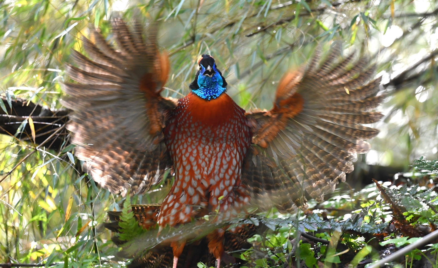 Temminck’s Tragopan displaying during courtship in the Giant Panda National Park, Sichuan