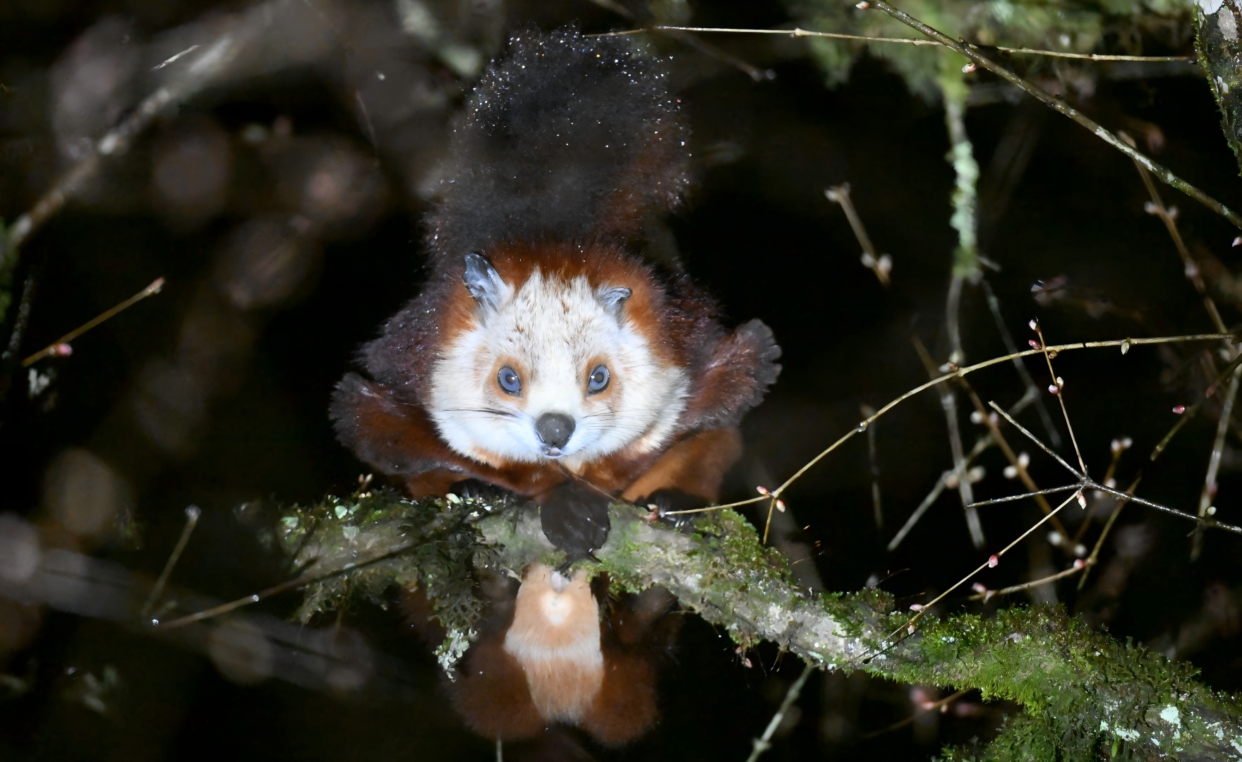 Red-and-white Flying Squirrel feeding at night in the Giant Panda National Park, Sichuan