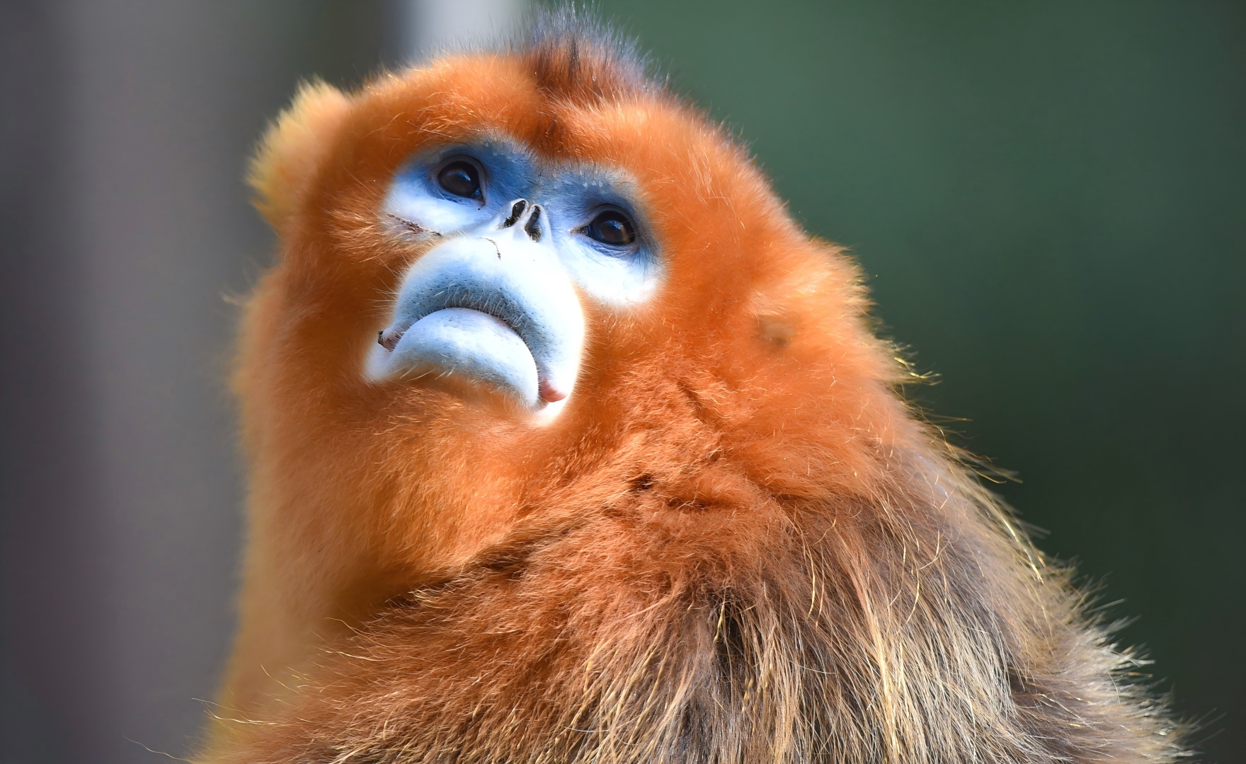Golden Snub-nosed Monkey looking up in the Giant Panda National Park, Sichuan