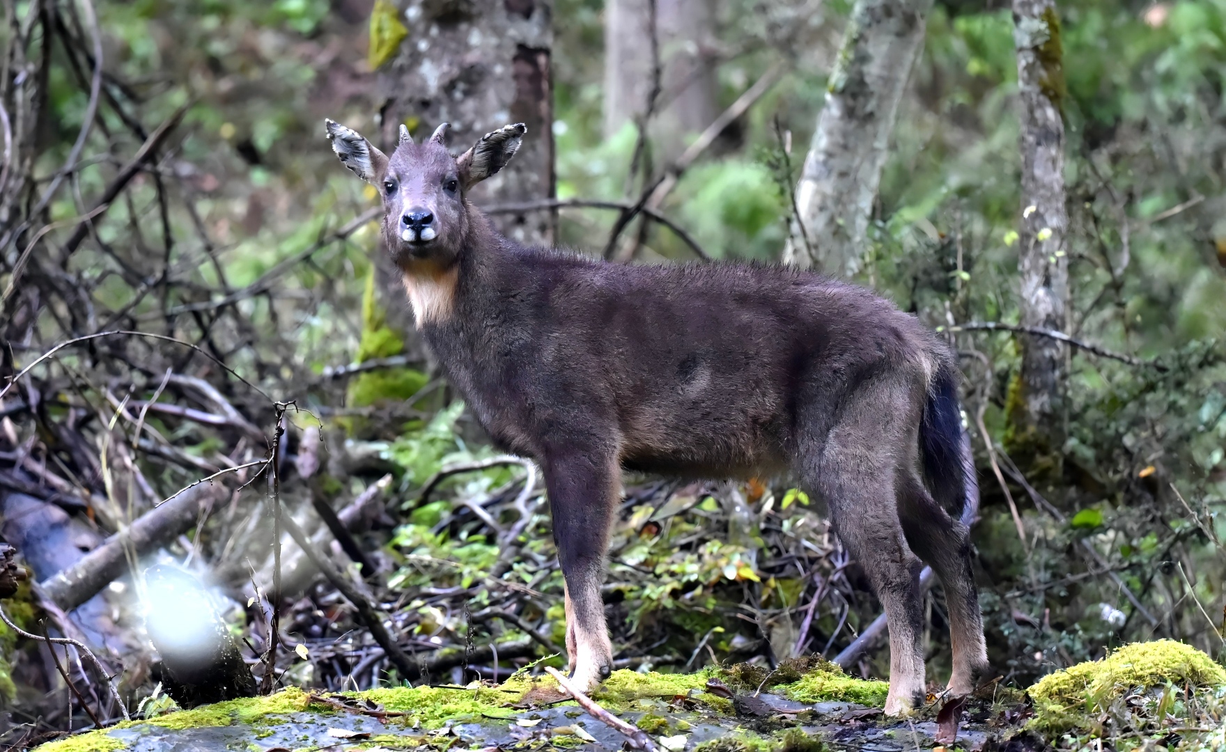 Chinese Goral in the forest of the Giant Panda National Park, Sichuan