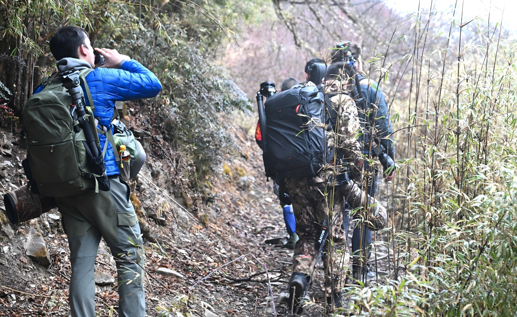 Hikers trekking through the forest in the Giant Panda National Park, Sichuan