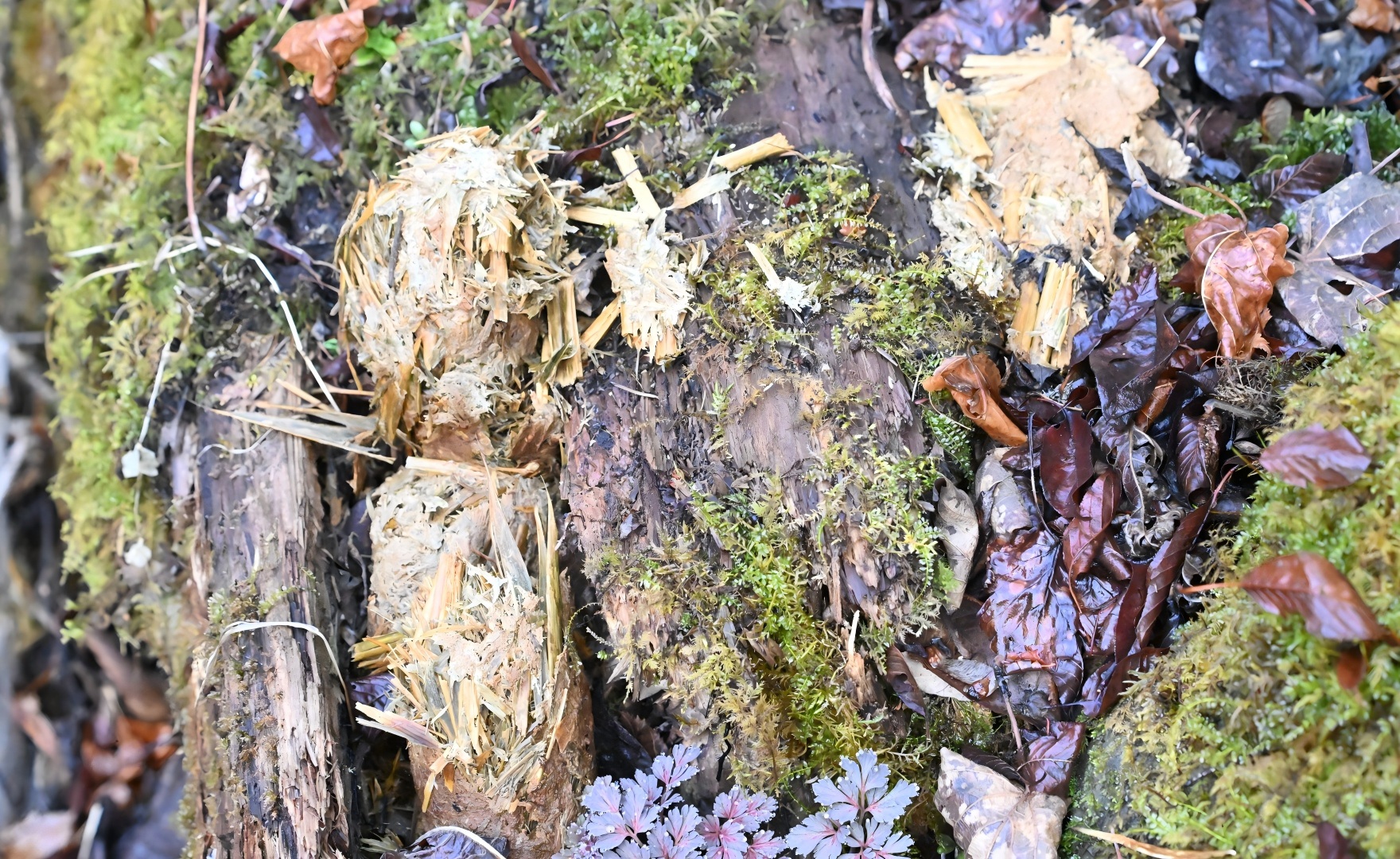 Wild Giant Panda scat on the forest floor of the Giant Panda National Park, Sichuan