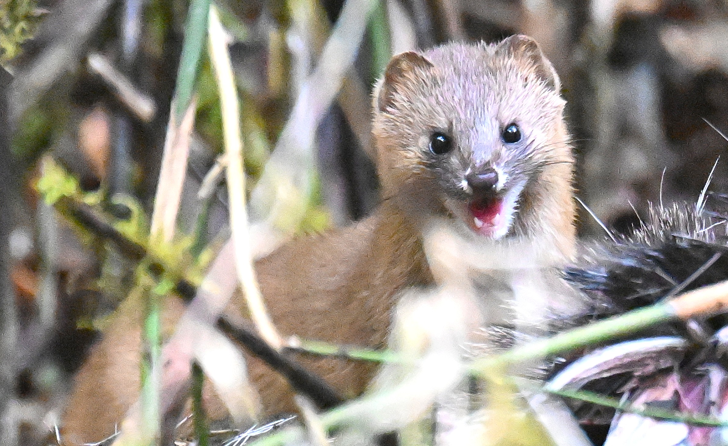 Yellow-throated Marten peeking from the forest in the Giant Panda National Park, Sichuan