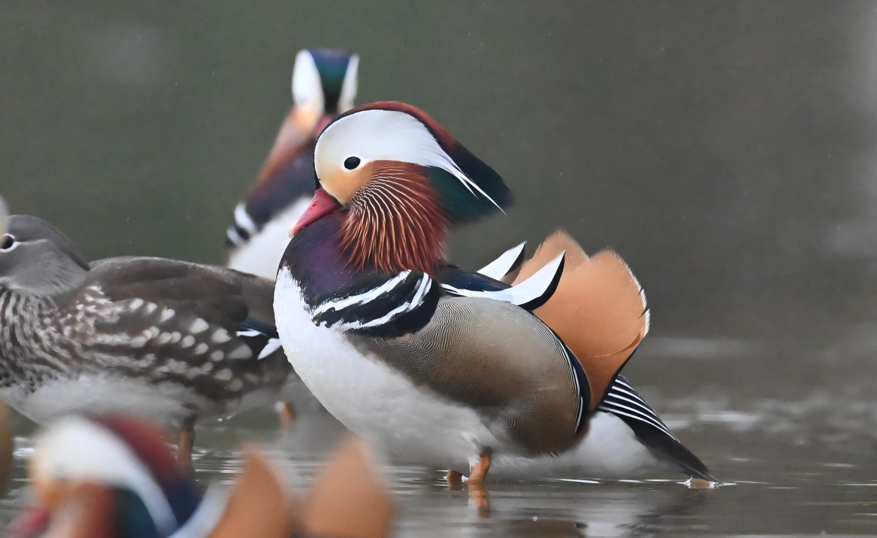 Mandarin Duck pair on a mountain stream in the Giant Panda National Park, Sichuan