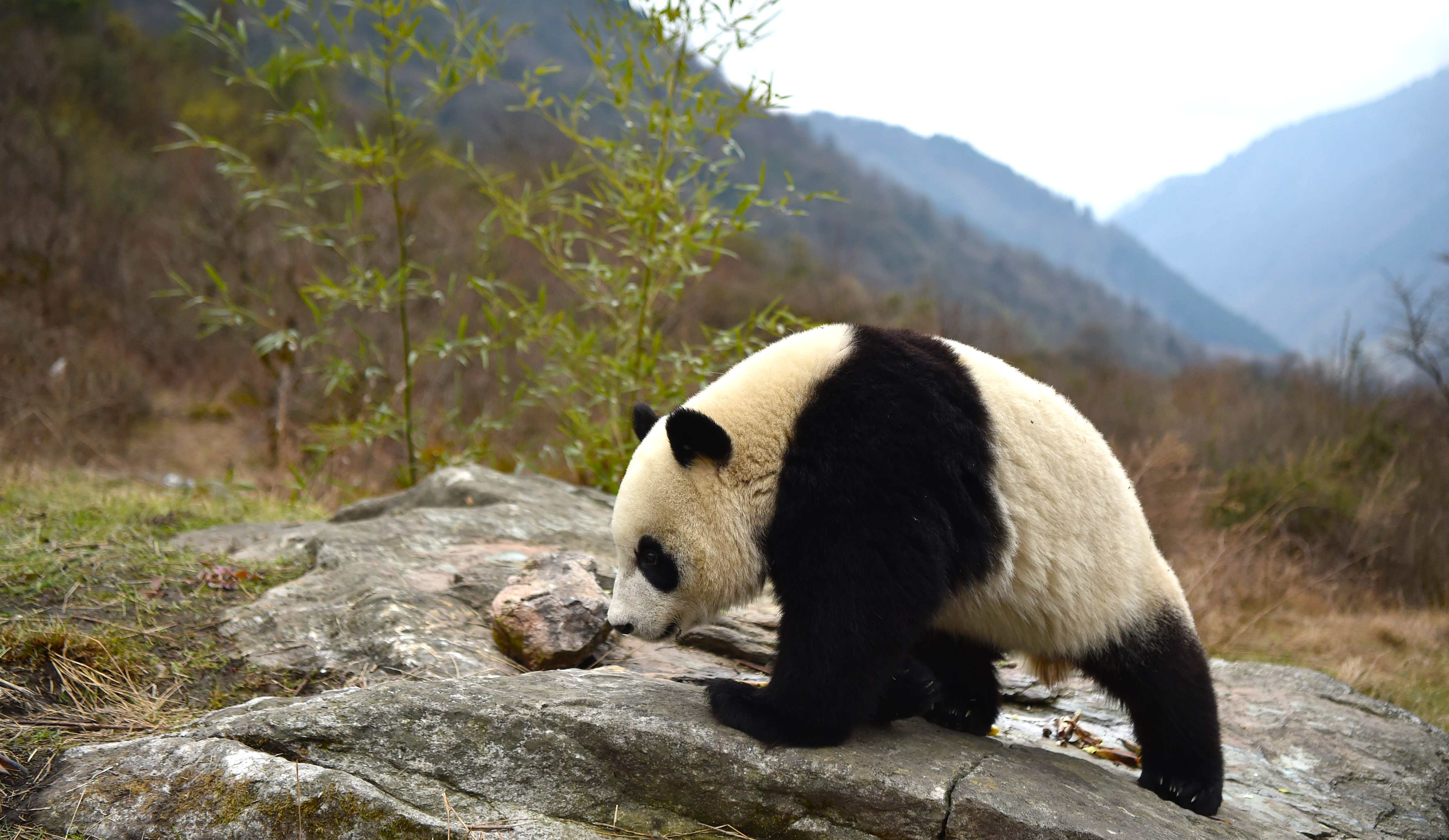 Wild Panda Tracking Sichuan | 10-Day Expedition China