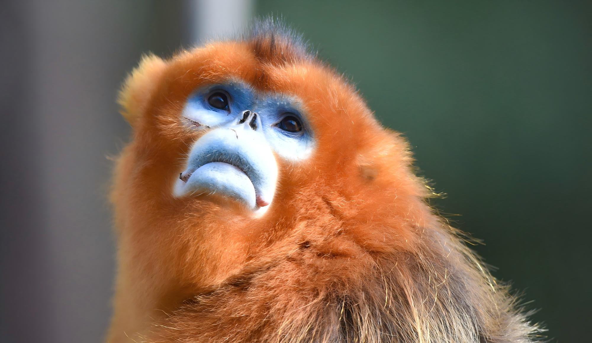 Sichuan Mammal Watching Tour | 14-Day Wildlife Safari