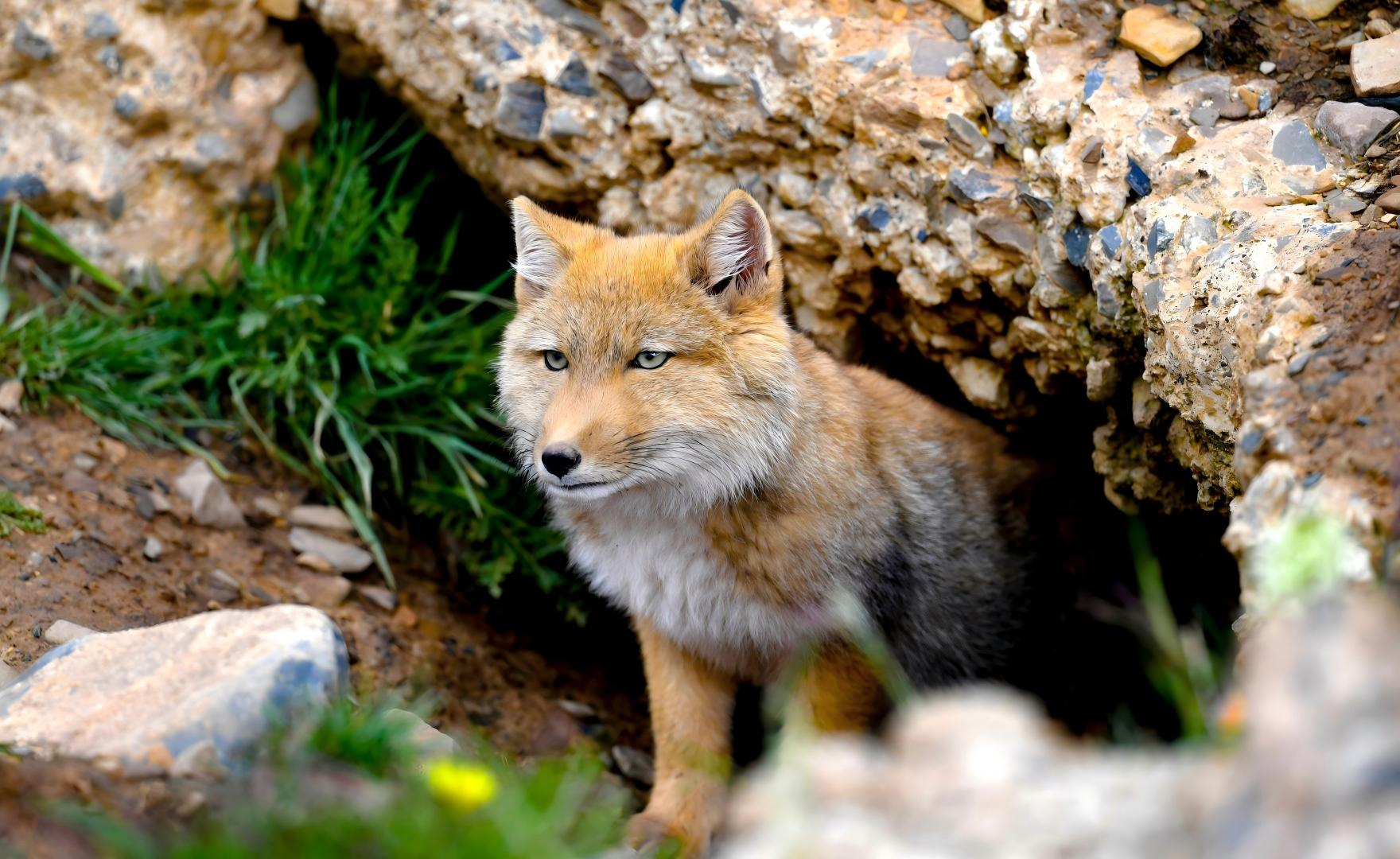 Tibetan Fox on the Ruoergai grasslands, Sichuan wildlife watching tour