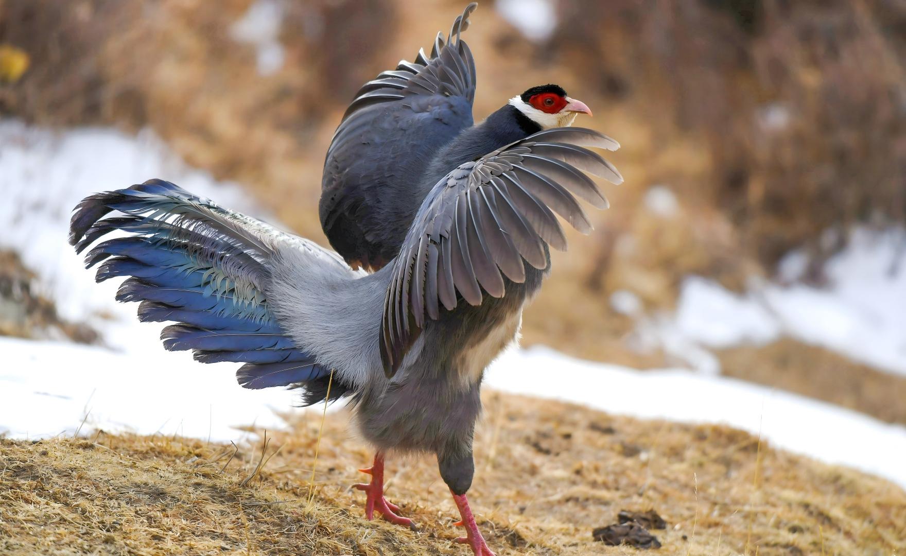 Tibetan Eared Pheasant on the plateau edge near Ruoergai, Sichuan birdwatching