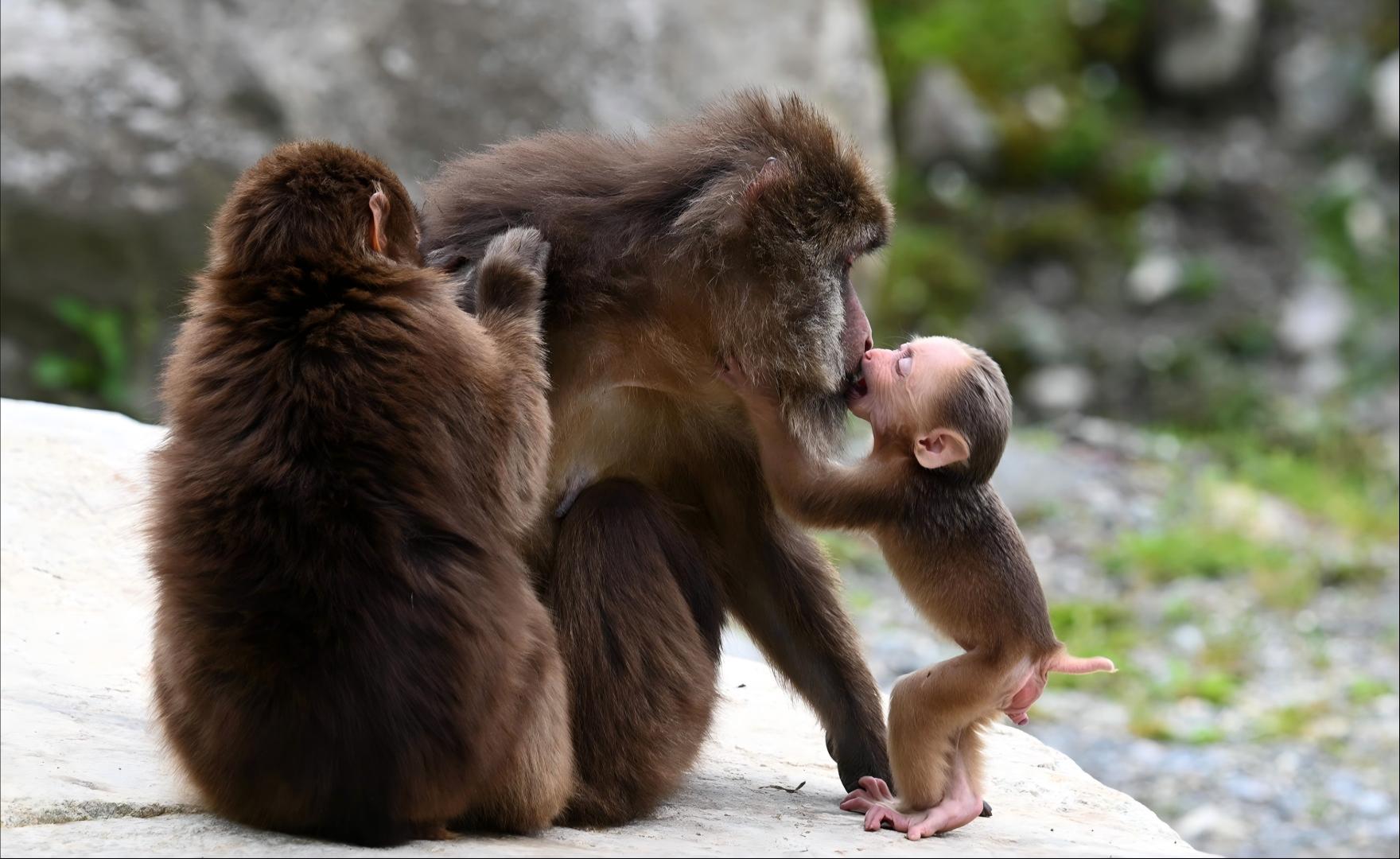 Tibetan Macaque in the forests of Tangjiahe National Reserve, Sichuan