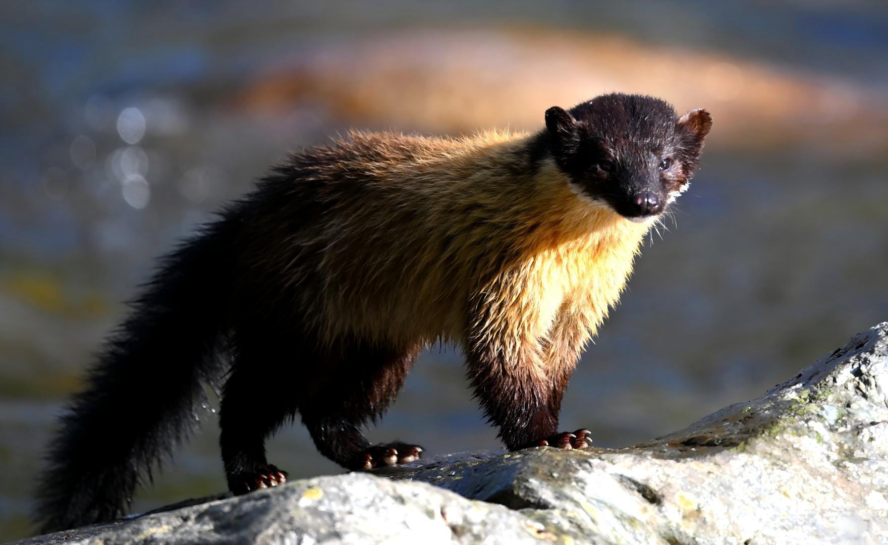 Yellow-throated Marten foraging in Tangjiahe forest, Sichuan mammal watching