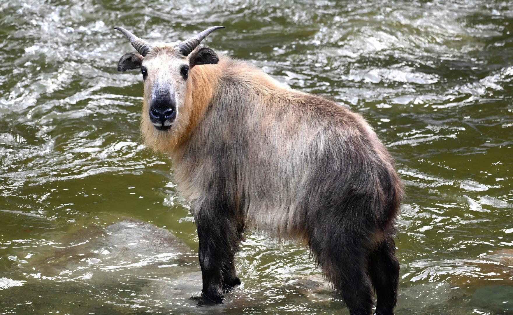 Sichuan Takin herd in Tangjiahe Reserve, a highlight of China wildlife tours