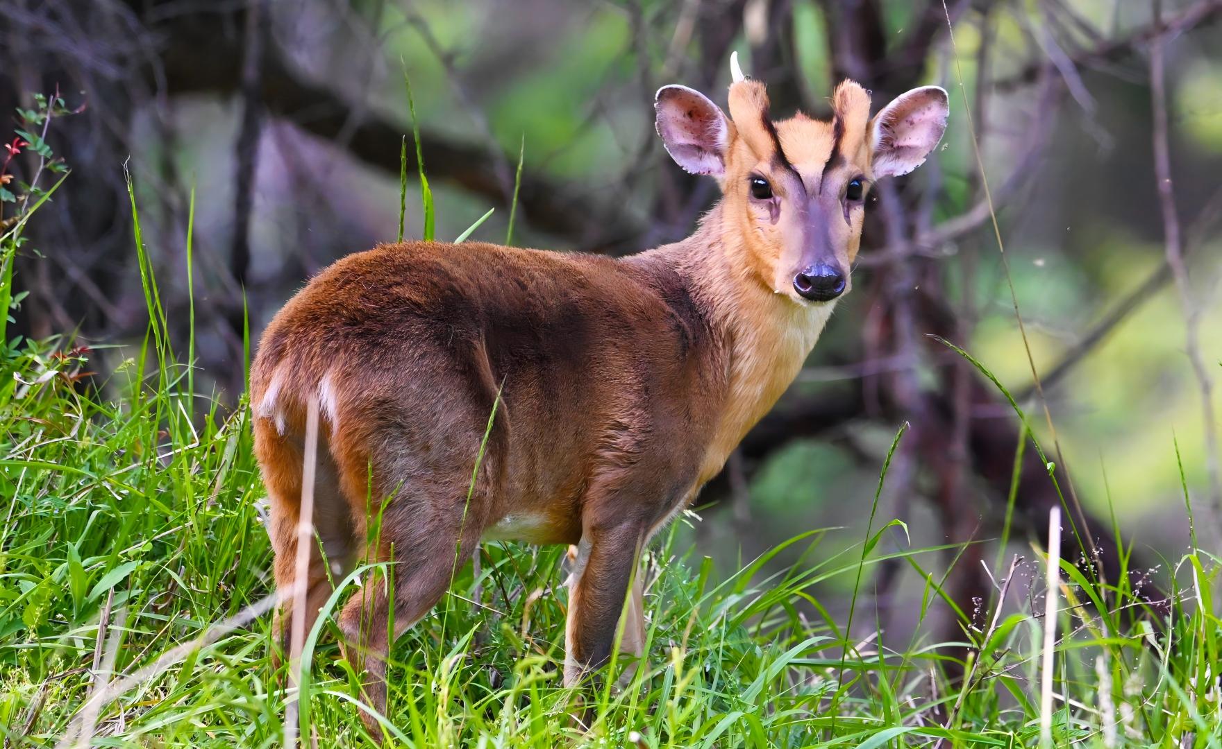 Reeves’s Muntjac in the subtropical forest of Tangjiahe, Sichuan wildlife tour