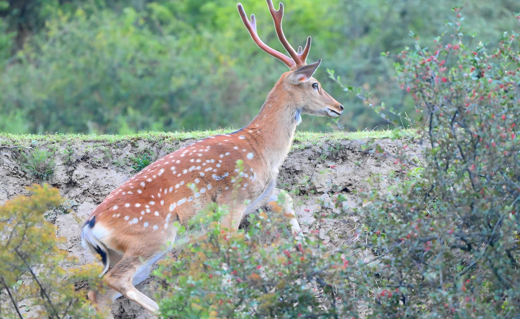 Sika Deer at Tiebu Reserve, where wild deer coexist with Tibetan communities