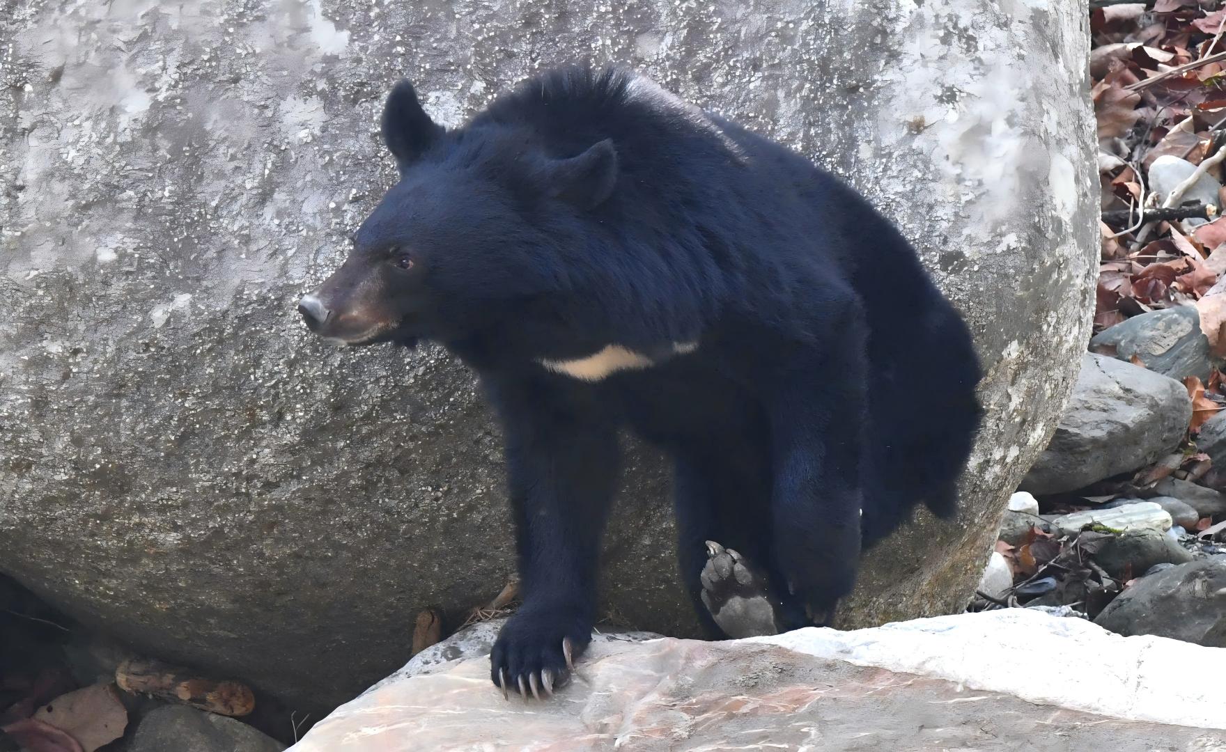 Asiatic Black Bear in the deep valleys of Tangjiahe, a rare sighting in Sichuan