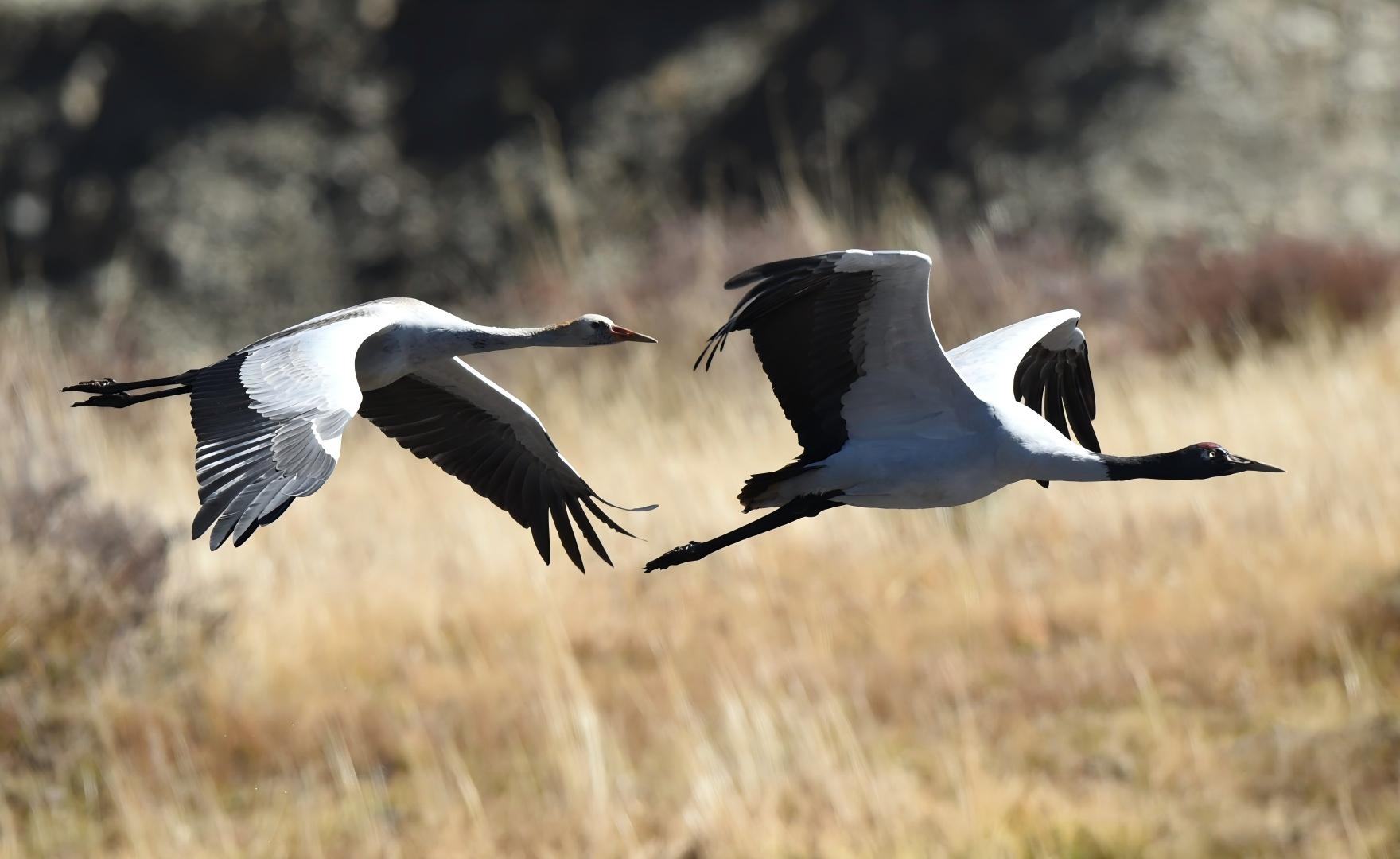 Black-necked Crane in the wetlands of Ruoergai grasslands, Sichuan wildlife safari