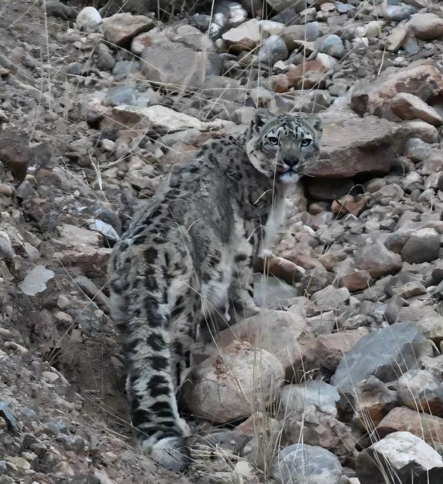 Snow Leopard & Pallas’s Cat Tour review_ Sichuan Tibet