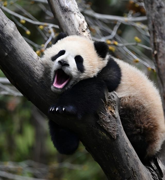 Panda & Wildlife Tour Chengdu — Private & Unhurried