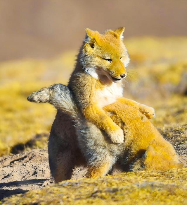 Custom Mammal Tour Qinghai-Tibet Plateau — 1 Week