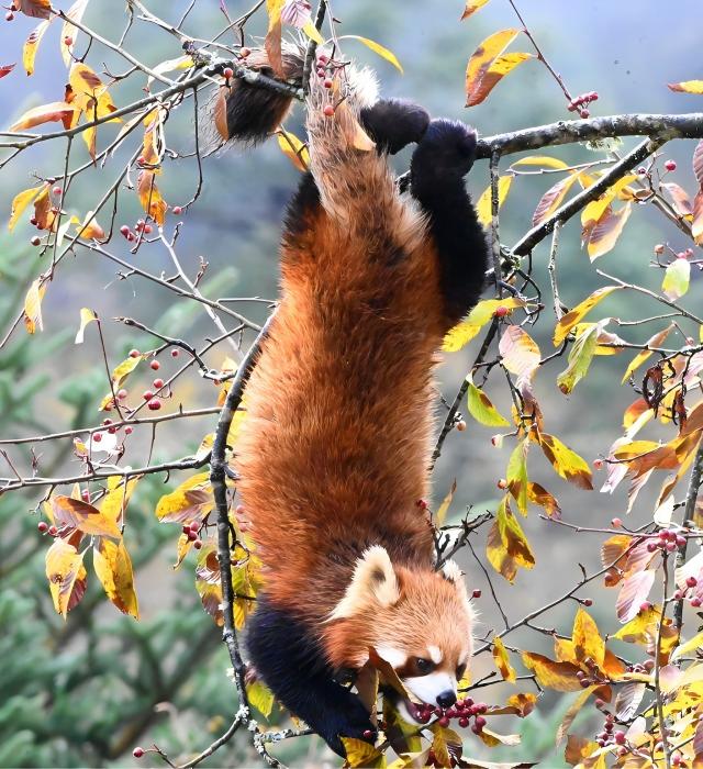 Red Panda Tour Review—Labahe National Park Sichuan
