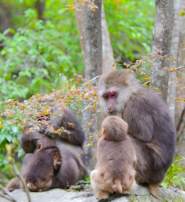 In-Depth Giant Panda Tour Sichuan — Multiple Habitats