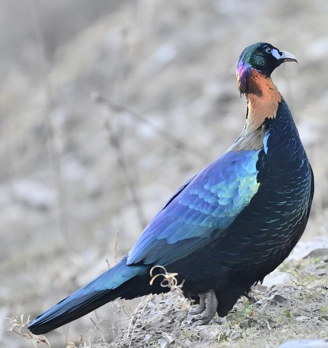 Sichuan Birding Tour Review — Chinese Monal & Red Panda