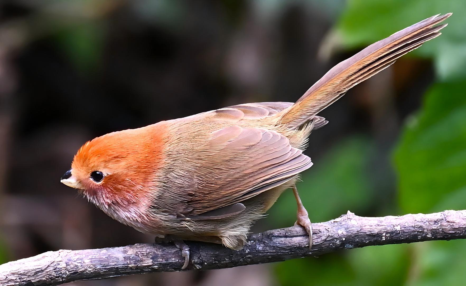 Grey-headed Parrotbill and Red-tailed Laughingthrush, Yunnan birding tour