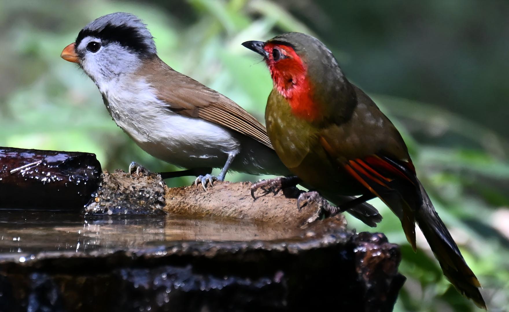 Coppersmith Barbet at Gaoligong Mountains, Yunnan birding tour China