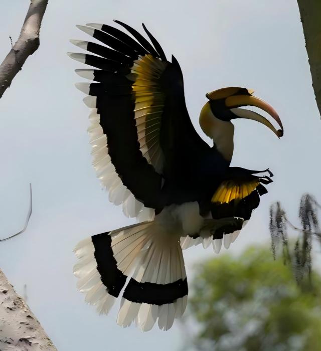 Yunnan Birding Guide Review