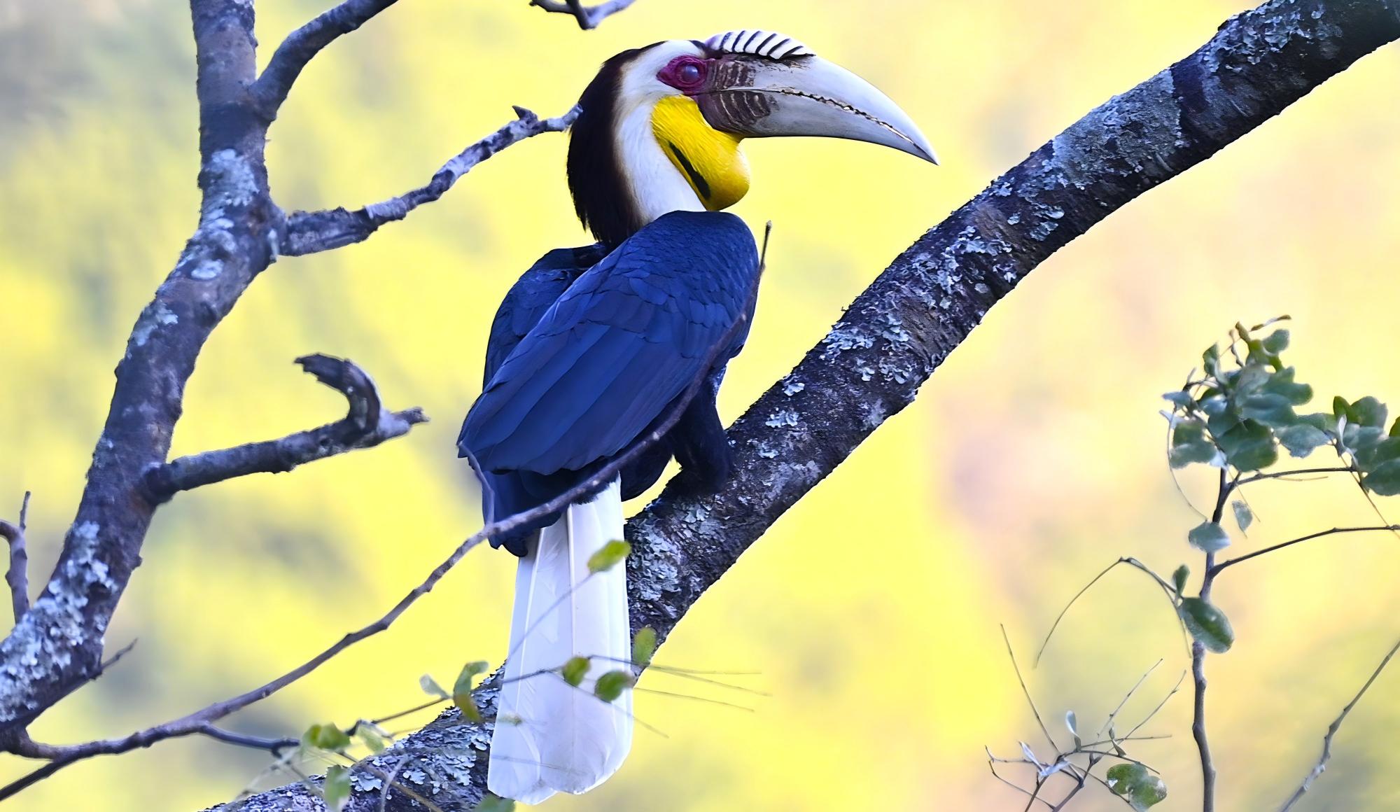Hengduan to Hornbill Haven: 14-Day Yunnan Birding Tour
