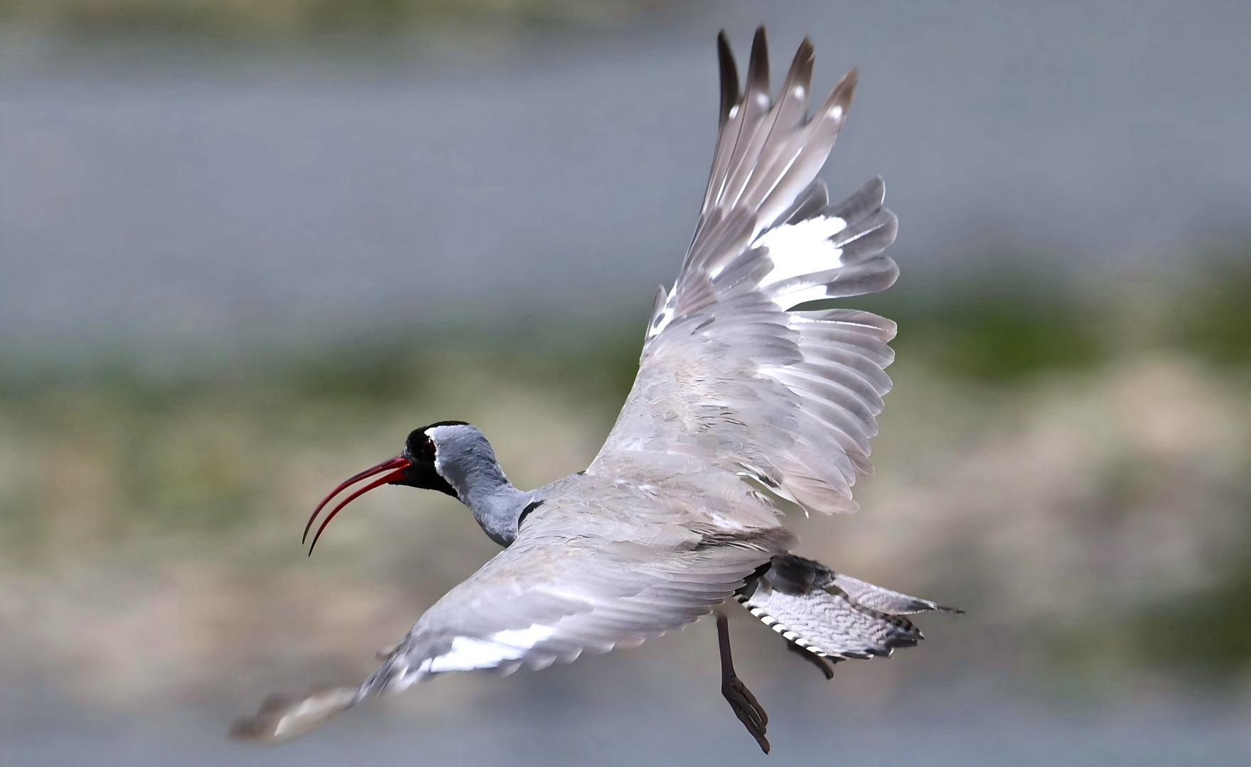 Ibisbill at Yushu river shoals, Qinghai birding tour China