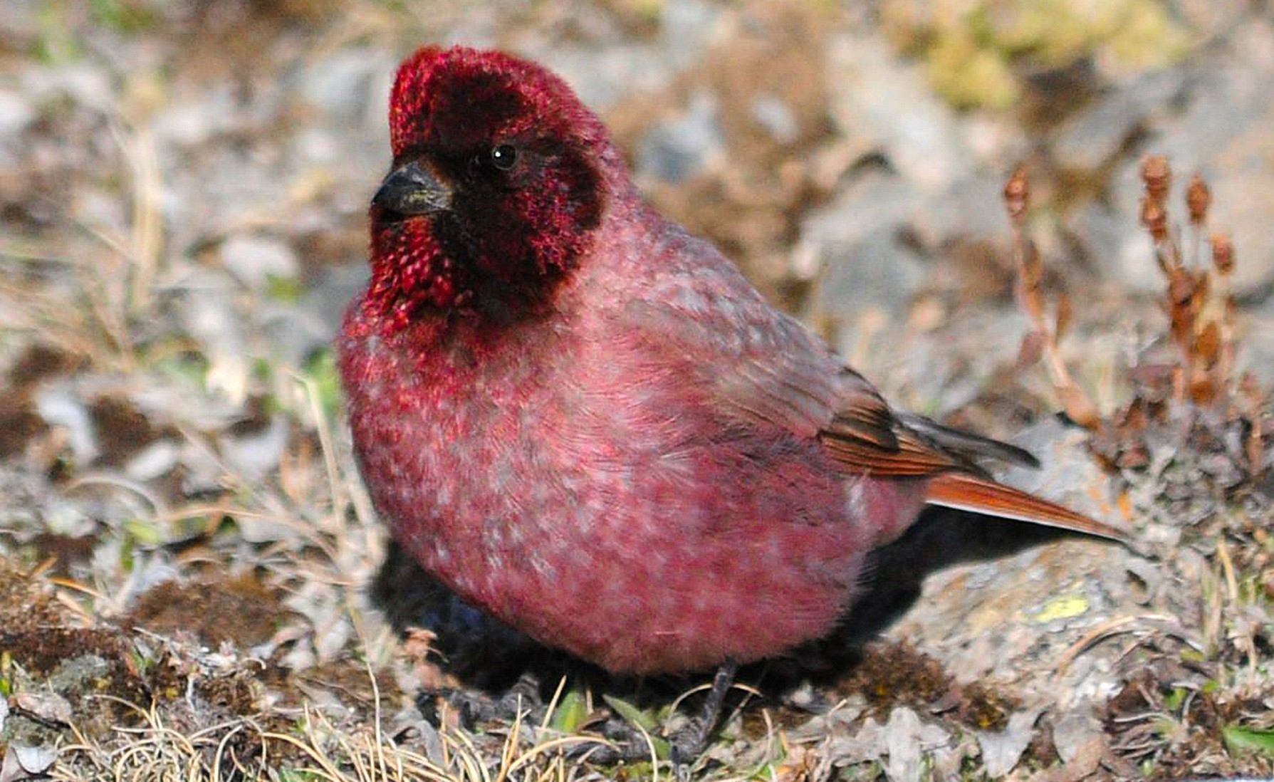 Tibetan Rosefinch at Erlang Mountain, Qinghai