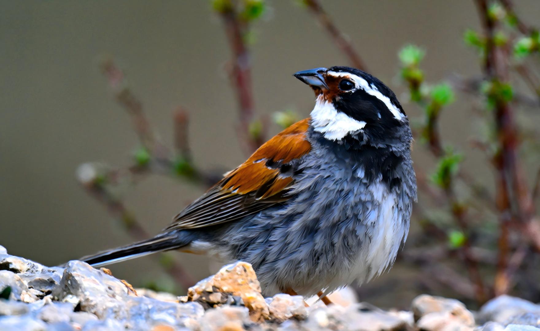 Tibetan Bunting at Baizha Forest, Qinghai endemic birding tour China