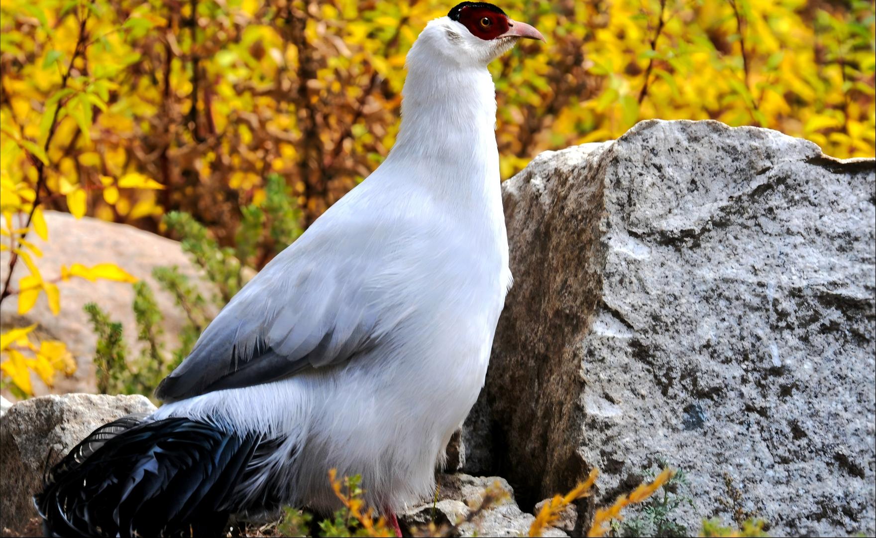 White Eared-pheasant at Kangda Mountain, Qinghai endemic birding tour China